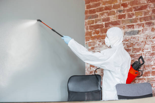 Best Basement Mold Removal  in Avenue B And C, AZ