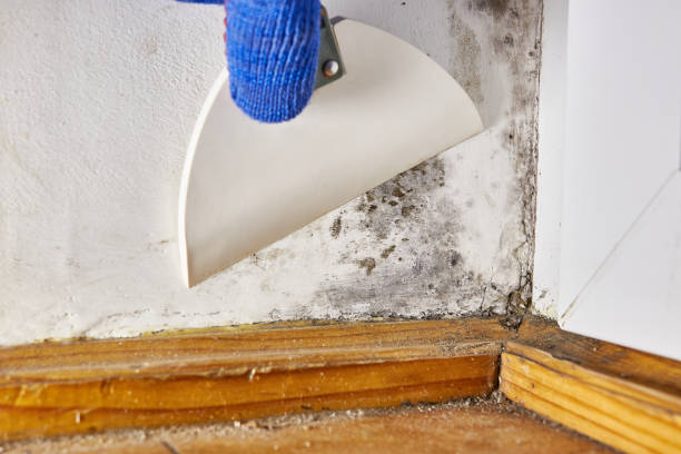 Best Mold Damage Restoration  in Avenue B And C, AZ
